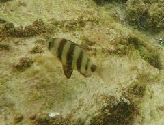 Diplodus hottentotus