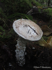 Amanita smithiana