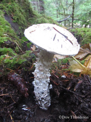 Amanita smithiana