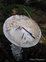 Amanita smithiana