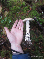 Amanita smithiana