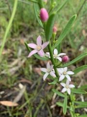Philotheca queenslandica