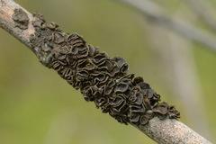 Melanohalea septentrionalis