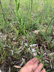 Philotheca queenslandica