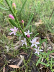 Philotheca queenslandica