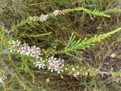 Leptospermum liversidgei