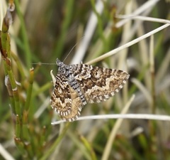 Chrysolarentia phaeoxutha