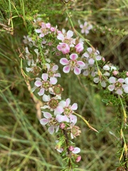 Leptospermum liversidgei