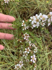 Leptospermum liversidgei