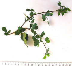 Searsia glauca