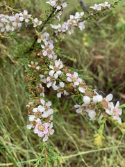 Leptospermum liversidgei