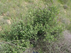 Lonicera etrusca