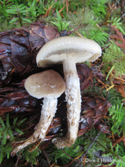 Pholiota decorata