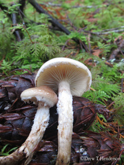 Pholiota decorata