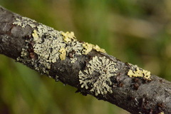 Parmeliopsis