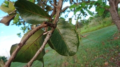 Psidium laruotteanum