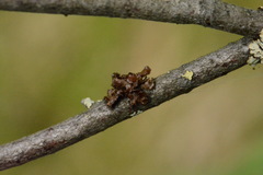Tuckermanopsis sepincola
