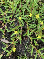 Hibbertia salicifolia