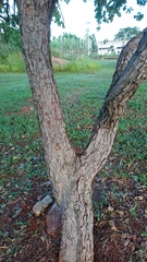 Psidium laruotteanum