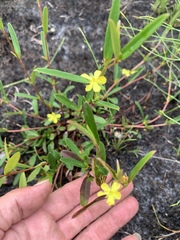 Hibbertia salicifolia