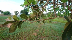 Psidium laruotteanum