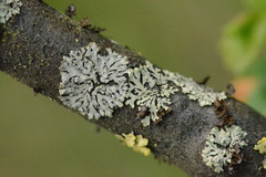 Parmeliopsis