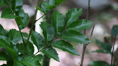 Smelophyllum capense