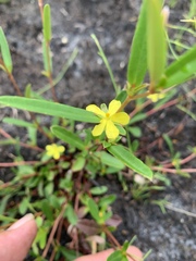 Hibbertia salicifolia