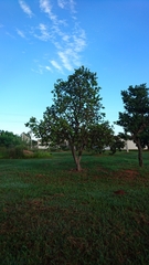 Psidium laruotteanum