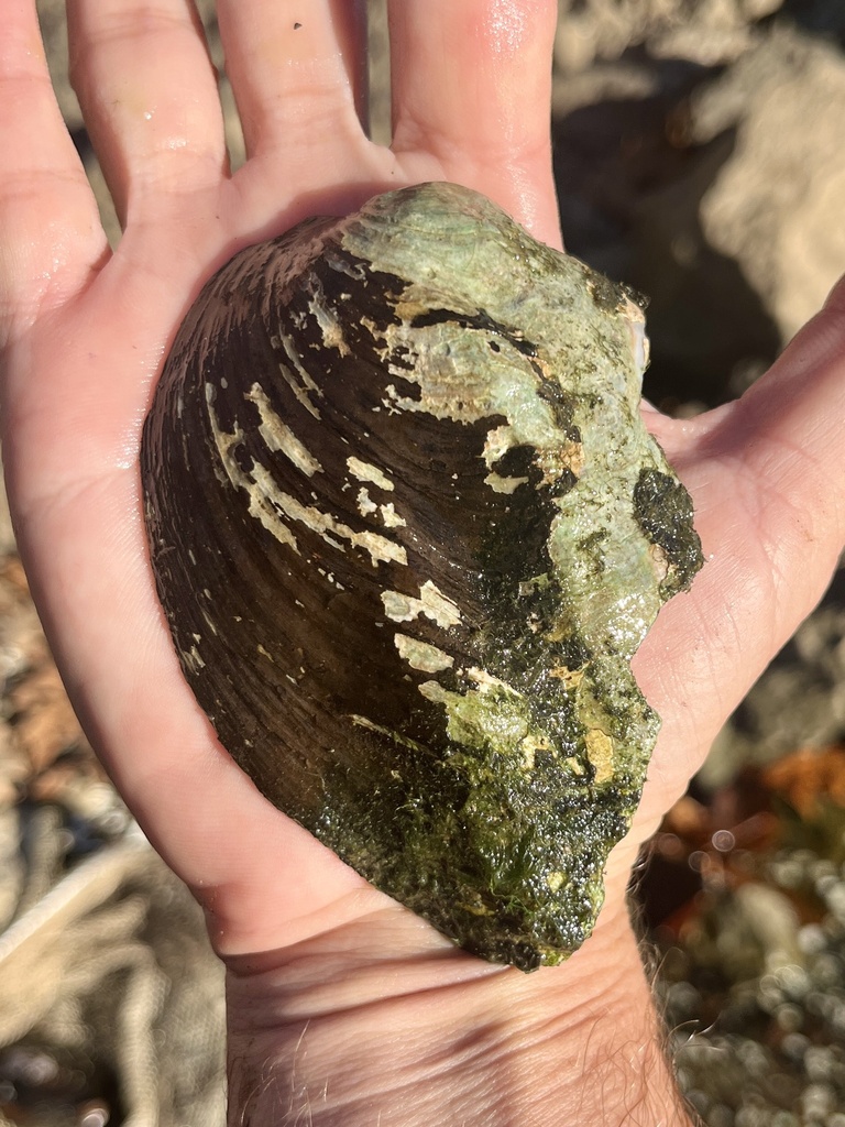 Three-ridge Mussel from Wheeler Lake, Huntsville, AL, US on November 23 ...