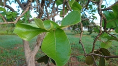 Psidium laruotteanum
