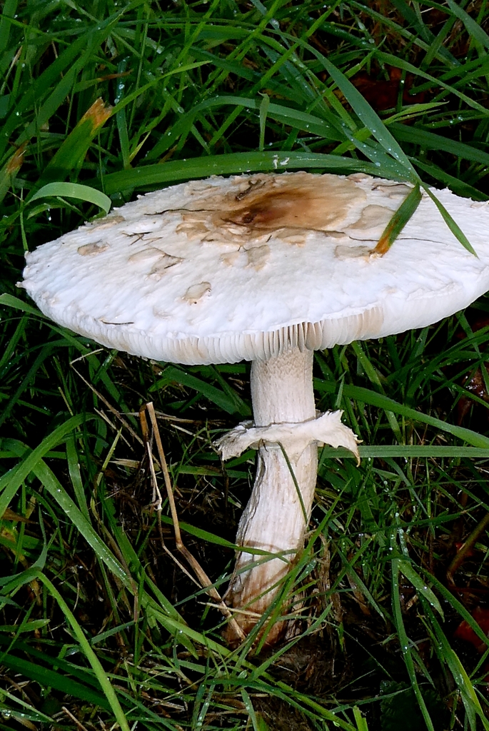 Chlorophyllum brunneum · December 2025 · photo: © patricklm35 (iNaturalist, cc0)