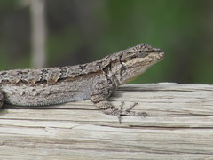 Urosaurus ornatus wrighti