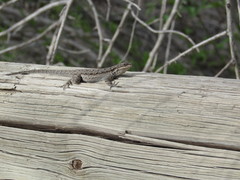 Urosaurus ornatus wrighti
