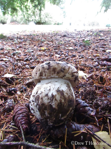 Boletus edulis