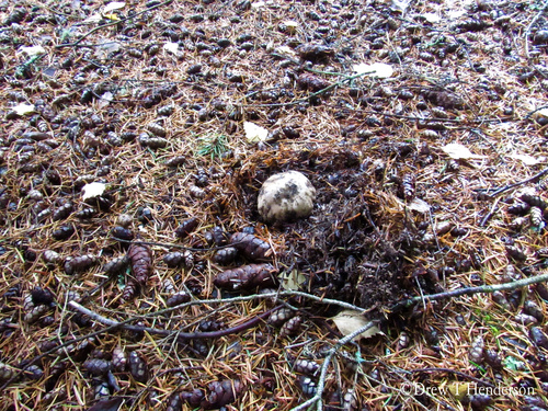 Boletus edulis (Photo 2 of 7)
