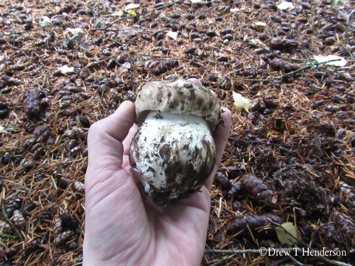 Boletus edulis (Photo 3 of 7)