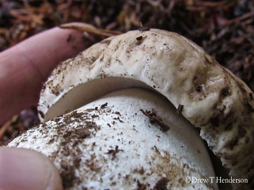 Boletus edulis (Photo 4 of 7)