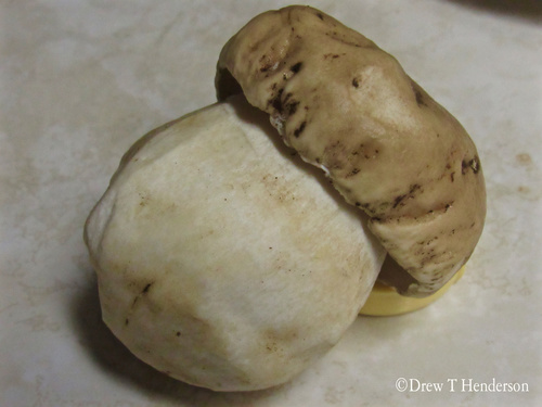 Boletus edulis (Photo 5 of 7)