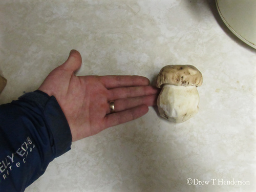 Boletus edulis (Photo 6 of 7)