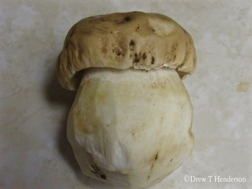 Boletus edulis (Photo 7 of 7)