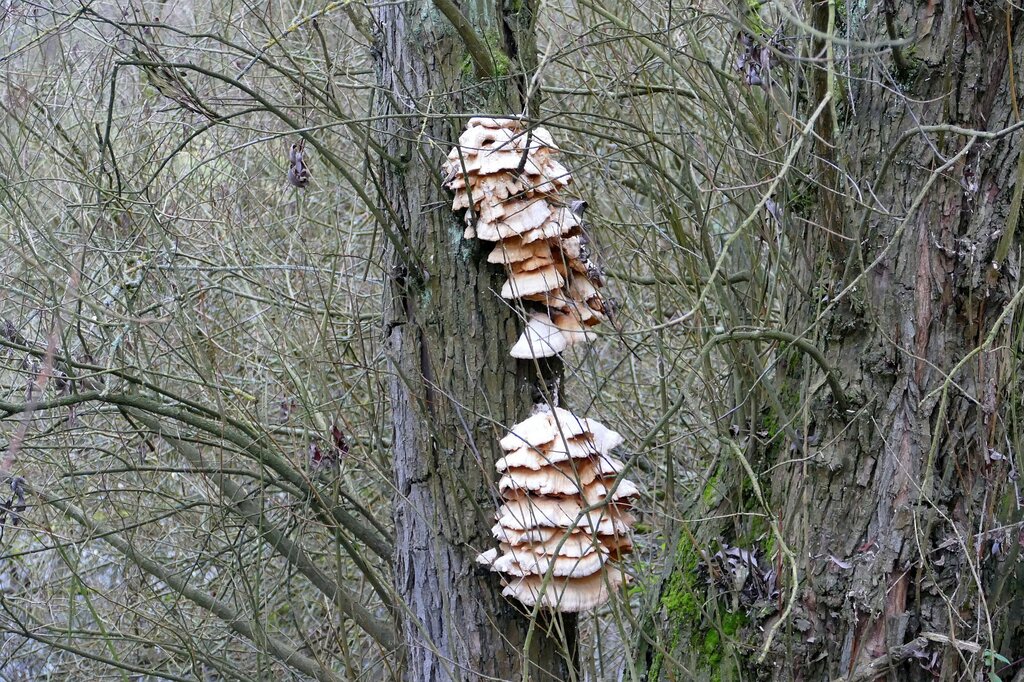 Laetiporus sulphureus · December 2025 · photo: © kampfmaus (iNaturalist, cc-by)