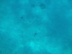 Pseudobalistes flavimarginatus