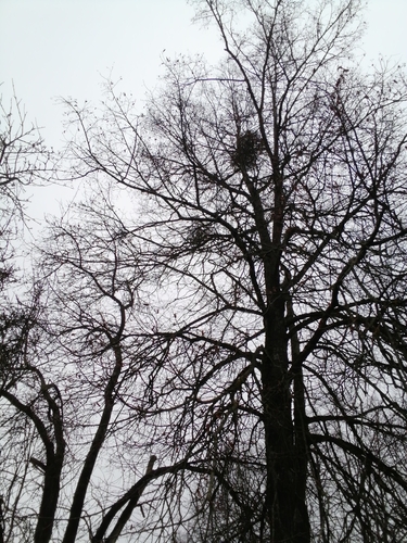 European mistletoe