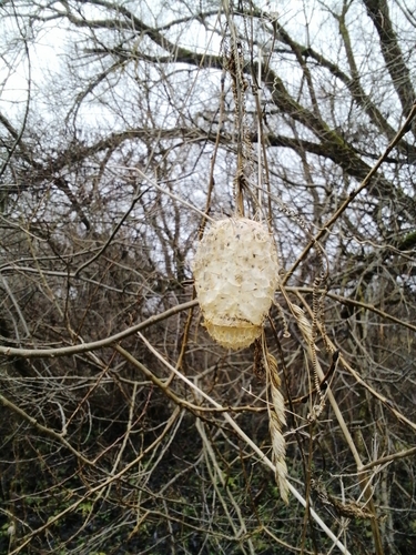 prickly cucumber
