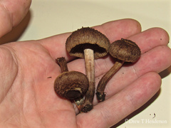 Inocybe lacera
