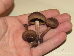 Inocybe lacera