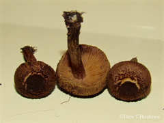 Inocybe lacera