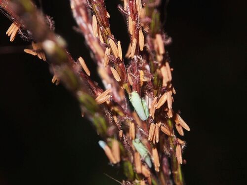 Microstegium fasciculatum observed 2025-12-02