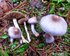 Inocybe lilacina